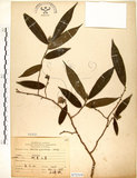 中文名:柳葉山茶(S072319)學名:Camellia salicifolia Champ.(S072319)英文名:Willow-leaf camellia