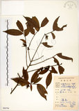 中文名:柳葉山茶(S084796)學名:Camellia salicifolia Champ.(S084796)英文名:Willow-leaf camellia