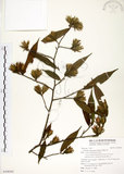 中文名:柳葉山茶(S100362)學名:Camellia salicifolia Champ.(S100362)英文名:Willow-leaf camellia
