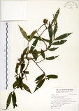 中文名:柳葉山茶(S100379)學名:Camellia salicifolia Champ.(S100379)英文名:Willow-leaf camellia