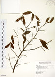 中文名:柳葉山茶(S106699)學名:Camellia salicifolia Champ.(S106699)英文名:Willow-leaf camellia