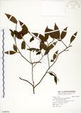 中文名:柳葉山茶(S106701)學名:Camellia salicifolia Champ.(S106701)英文名:Willow-leaf camellia