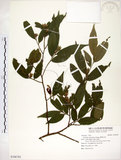 中文名:柳葉山茶(S106702)學名:Camellia salicifolia Champ.(S106702)英文名:Willow-leaf camellia