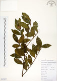 中文名:柳葉山茶(S117477)學名:Camellia salicifolia Champ.(S117477)英文名:Willow-leaf camellia