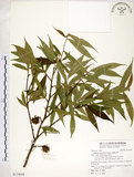 中文名:柳葉山茶(S119058)學名:Camellia salicifolia Champ.(S119058)英文名:Willow-leaf camellia