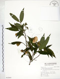 中文名:柳葉山茶(S122024)學名:Camellia salicifolia Champ.(S122024)英文名:Willow-leaf camellia