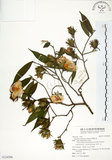 中文名:柳葉山茶(S124506)學名:Camellia salicifolia Champ.(S124506)英文名:Willow-leaf camellia