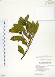 中文名:武威山烏皮茶(S095430)學名:Pyrenaria buisanensis (Sasaki) Hsieh, Yang and Su(S095430)