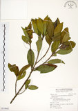 中文名:武威山烏皮茶(S119442)學名:Pyrenaria buisanensis (Sasaki) Hsieh, Yang and Su(S119442)