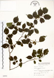 中文名:朴樹(S003931)學名:Celtis sinensis Pers.(S003931)英文名:Chinese Hackberry