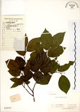 中文名:朴樹(S020235)學名:Celtis sinensis Pers.(S020235)英文名:Chinese Hackberry