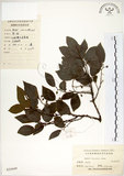 中文名:朴樹(S024449)學名:Celtis sinensis Pers.(S024449)英文名:Chinese Hackberry