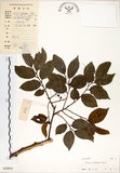 中文名:朴樹(S029051)學名:Celtis sinensis Pers.(S029051)英文名:Chinese Hackberry