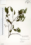 中文名:朴樹(S031281)學名:Celtis sinensis Pers.(S031281)英文名:Chinese Hackberry