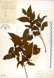 中文名:朴樹(S033326)學名:Celtis sinensis Pers.(S033326)英文名:Chinese Hackberry