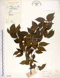 中文名:朴樹(S033899)學名:Celtis sinensis Pers.(S033899)英文名:Chinese Hackberry