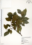 中文名:朴樹(S043117)學名:Celtis sinensis Pers.(S043117)英文名:Chinese Hackberry