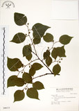 中文名:朴樹(S046113)學名:Celtis sinensis Pers.(S046113)英文名:Chinese Hackberry