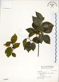 中文名:朴樹(S046604)學名:Celtis sinensis Pers.(S046604)英文名:Chinese Hackberry