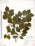 中文名:朴樹(S049376)學名:Celtis sinensis Pers.(S049376)英文名:Chinese Hackberry