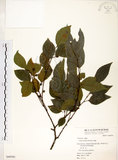 中文名:朴樹(S049381)學名:Celtis sinensis Pers.(S049381)英文名:Chinese Hackberry
