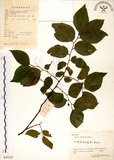 中文名:朴樹(S055513)學名:Celtis sinensis Pers.(S055513)英文名:Chinese Hackberry