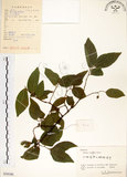 中文名:朴樹(S058186)學名:Celtis sinensis Pers.(S058186)英文名:Chinese Hackberry