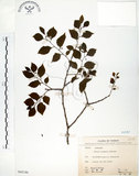 中文名:朴樹(S068186)學名:Celtis sinensis Pers.(S068186)英文名:Chinese Hackberry