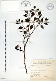 中文名:朴樹(S068187)學名:Celtis sinensis Pers.(S068187)英文名:Chinese Hackberry