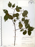 中文名:朴樹(S068188)學名:Celtis sinensis Pers.(S068188)英文名:Chinese Hackberry