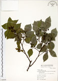 中文名:朴樹(S068848)學名:Celtis sinensis Pers.(S068848)英文名:Chinese Hackberry