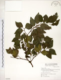 中文名:朴樹(S072916)學名:Celtis sinensis Pers.(S072916)英文名:Chinese Hackberry