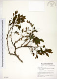 中文名:朴樹(S077247)學名:Celtis sinensis Pers.(S077247)英文名:Chinese Hackberry