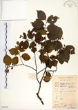 中文名:朴樹(S078758)學名:Celtis sinensis Pers.(S078758)英文名:Chinese Hackberry