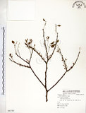 中文名:朴樹(S081763)學名:Celtis sinensis Pers.(S081763)英文名:Chinese Hackberry