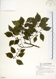 中文名:朴樹(S087919)學名:Celtis sinensis Pers.(S087919)英文名:Chinese Hackberry