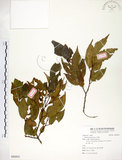中文名:朴樹(S088955)學名:Celtis sinensis Pers.(S088955)英文名:Chinese Hackberry