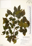 中文名:朴樹(S092674)學名:Celtis sinensis Pers.(S092674)英文名:Chinese Hackberry