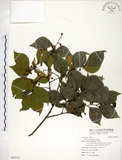 中文名:朴樹(S093111)學名:Celtis sinensis Pers.(S093111)英文名:Chinese Hackberry