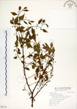 中文名:朴樹(S095376)學名:Celtis sinensis Pers.(S095376)英文名:Chinese Hackberry