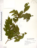 中文名:朴樹(S106480)學名:Celtis sinensis Pers.(S106480)英文名:Chinese Hackberry