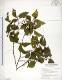 中文名:朴樹(S120597)學名:Celtis sinensis Pers.(S120597)英文名:Chinese Hackberry