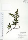 中文名:朴樹(S124870)學名:Celtis sinensis Pers.(S124870)英文名:Chinese Hackberry
