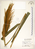 中文名:五節芒(S004095)學名:Miscanthus floridulus (Labill.) Warb. ex Schum. & Laut.(S004095)英文名:Japanese Silver-grass