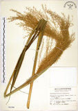 中文名:五節芒(S004396)學名:Miscanthus floridulus (Labill.) Warb. ex Schum. & Laut.(S004396)英文名:Japanese Silver-grass