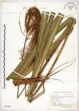 中文名:五節芒(S021440)學名:Miscanthus floridulus (Labill.) Warb. ex Schum. & Laut.(S021440)英文名:Japanese Silver-grass