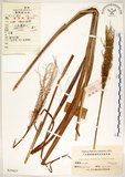 中文名:五節芒(S025437)學名:Miscanthus floridulus (Labill.) Warb. ex Schum. & Laut.(S025437)英文名:Japanese Silver-grass
