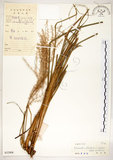 中文名:五節芒(S032908)學名:Miscanthus floridulus (Labill.) Warb. ex Schum. & Laut.(S032908)英文名:Japanese Silver-grass