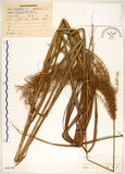 中文名:五節芒(S045198)學名:Miscanthus floridulus (Labill.) Warb. ex Schum. & Laut.(S045198)英文名:Japanese Silver-grass