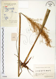 中文名:五節芒(S056098)學名:Miscanthus floridulus (Labill.) Warb. ex Schum. & Laut.(S056098)英文名:Japanese Silver-grass